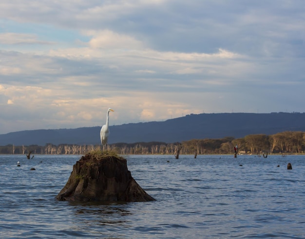 Garza blanca en el tocón en el agua. Lago Naivasha. Kenia