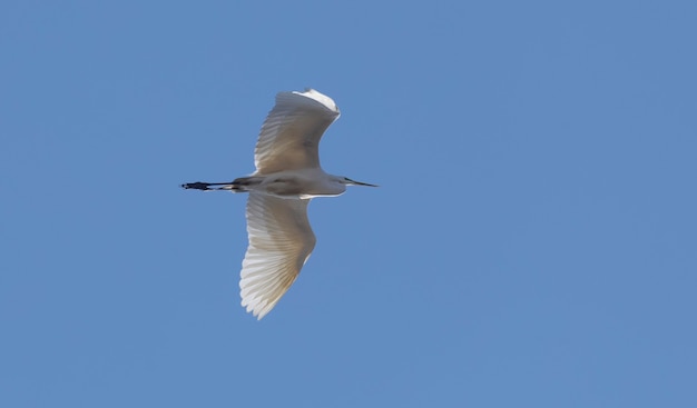 Garza blanca en vuelo sobre un fondo de cielo azul. Vista desde abajo.