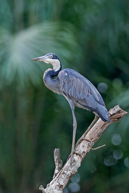 Garza de cabeza negra Ardea melanocephala