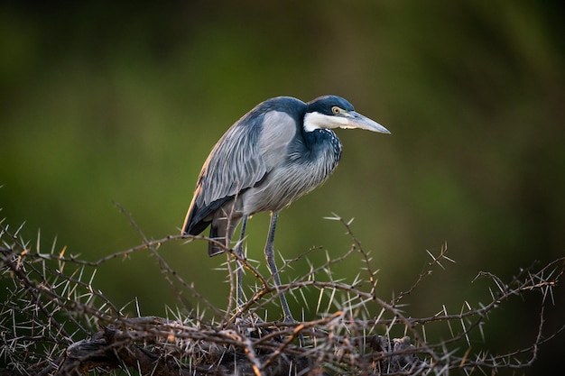 Garza de cabeza negra posada en la rama de un árbol