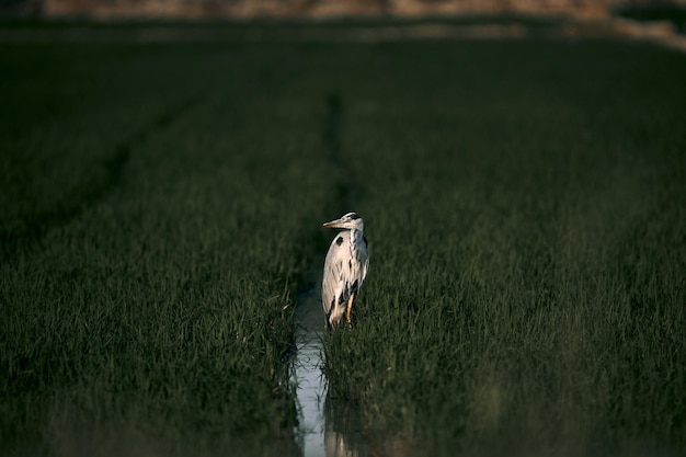 Garza en un campo verde durante el día