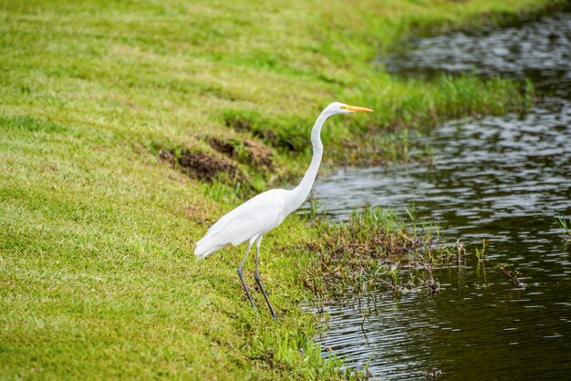 Garza en el césped cerca del lago