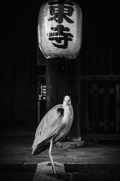 Garza china en un templo en escala de grises