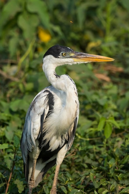 Garza de cuello blanco Pantanal Brasil