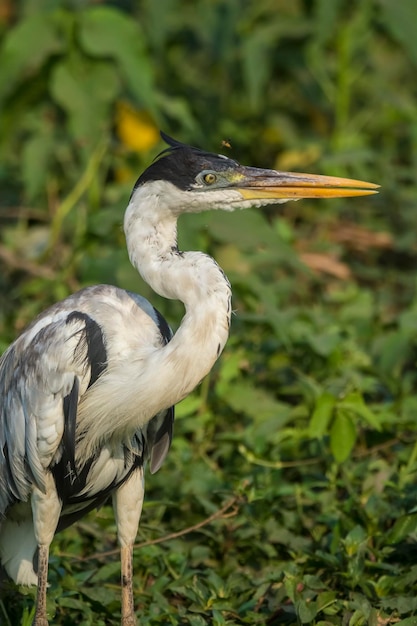 Garza de cuello blanco Pantanal Brasil