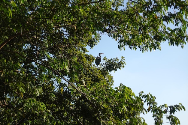 Foto garza em los arboles de la laguna