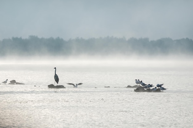 Garza y gaviotas en un lago brumoso