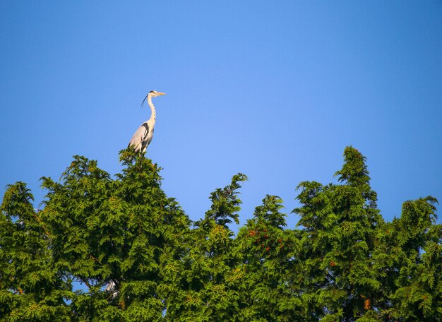 Garza gris en un árbol