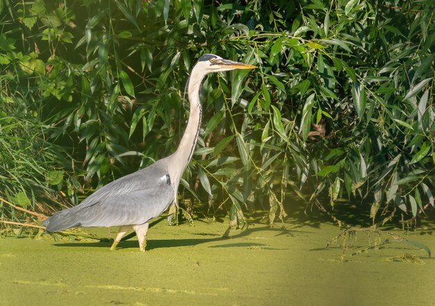 Garza gris Ardea cinerea Un pájaro camina por la orilla de un estanque en busca de presas