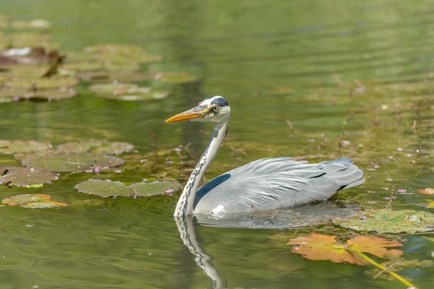 Garza gris Ardea cinerea pescando en pantano