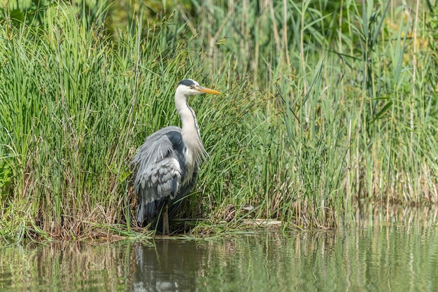 Garza gris Ardea cinerea pescando en pantano