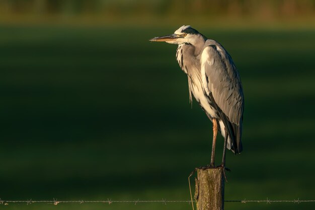 Garza gris (Ardea cinerea) sentada en una valla.