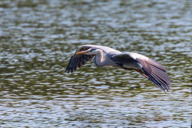 Foto garza gris aterrizando ardea herodias garza de cabeza gris