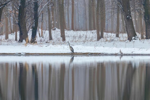 Garza gris Escena del lago de invierno que refleja