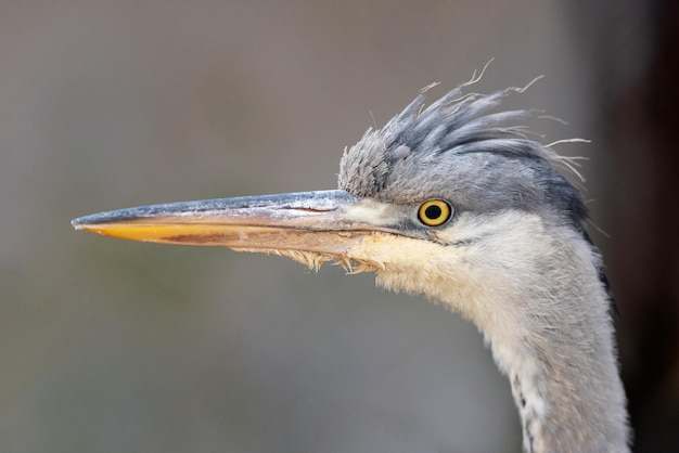 Garza gris en el hábitat Ardea cinerea Pájaro de cabeza