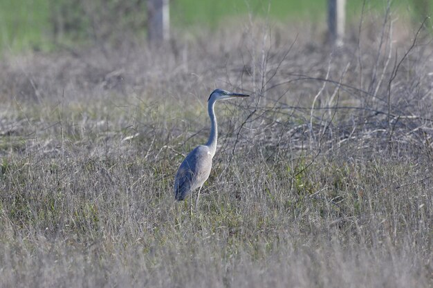 Garza gris de invierno