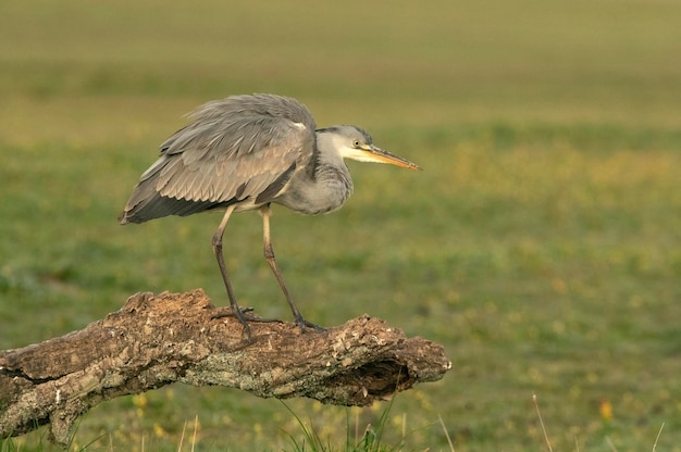 Garza gris con las luces del amanecer de un frío día de invierno