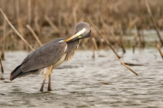 Garza gris o ardea cinerea se encuentra en el río y la pluma cleams