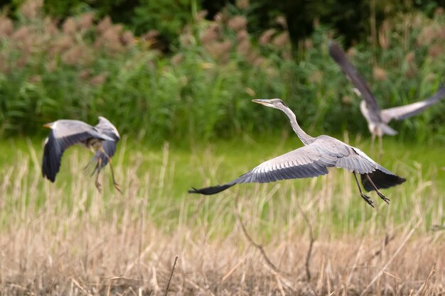 Garza gris o ardea cinerea se encuentra en el río