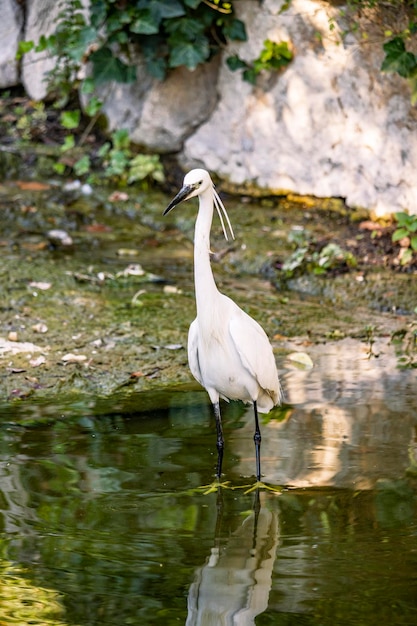 La garza gris de pie en el lago