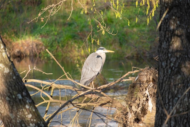 Garza gris en el río Animal en el hábitat natural cazando en el agua