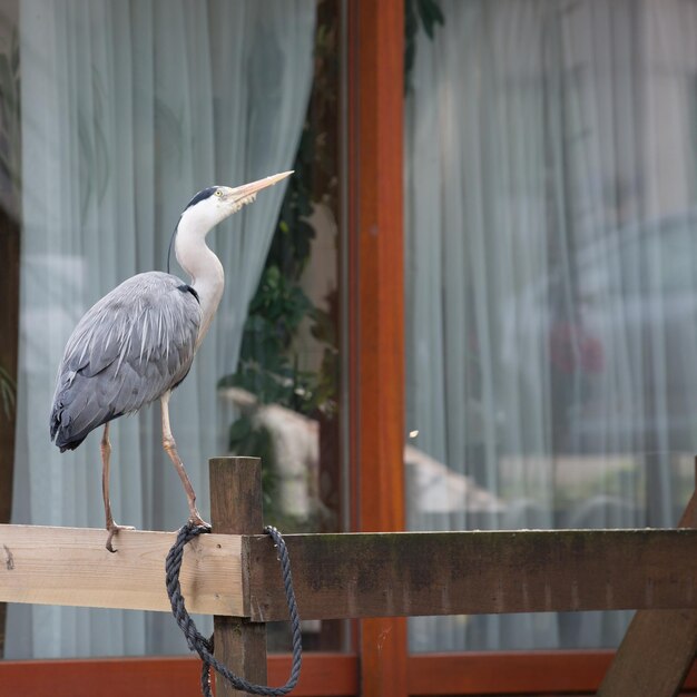 Una garza gris salvaje aterrizó cerca de una casa del pueblo.