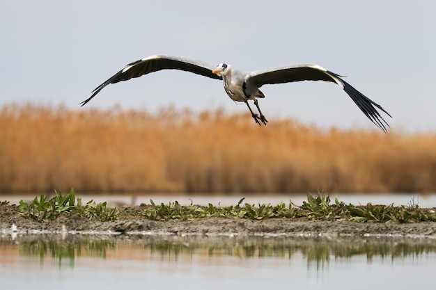 Foto la garza gris volando sobre el humedal en la naturaleza de primavera