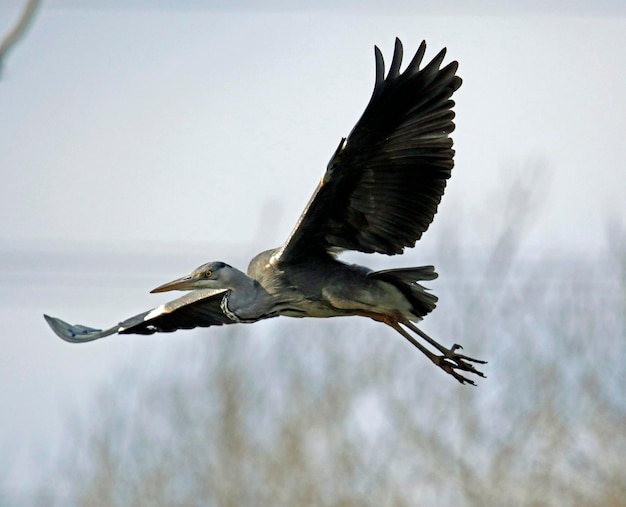 Garza gris volando sobre el lago