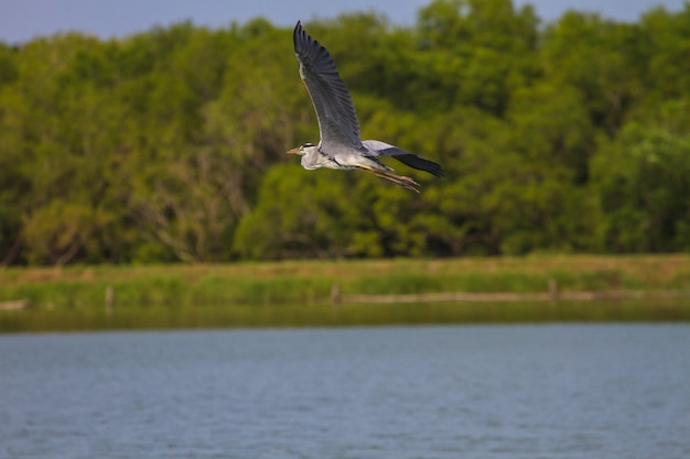 Garza gris vuela sobre el lago, ardea cinerea