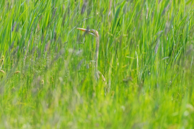 Garza imperial escondida en la hierba