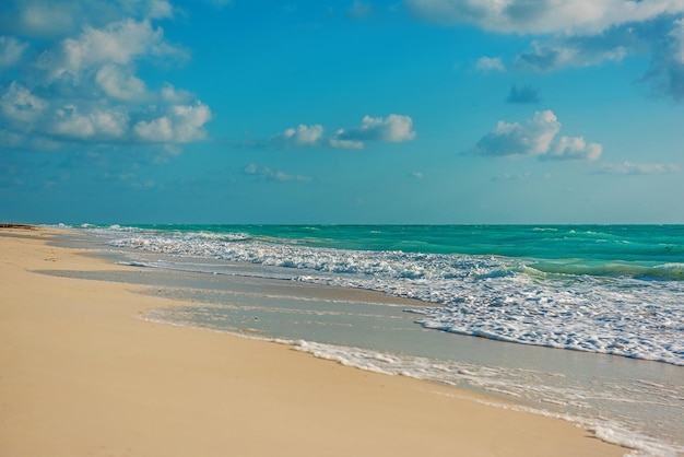 Garza de la naturaleza del paraíso y verano en la playa tropical
