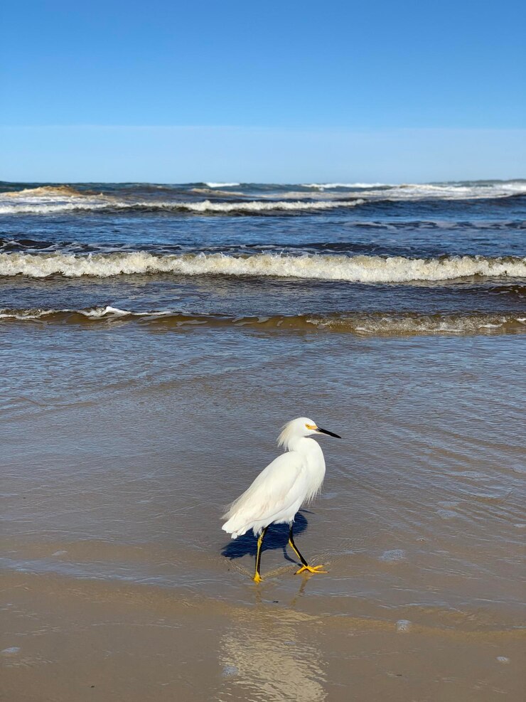 La garza de nieve en la playa