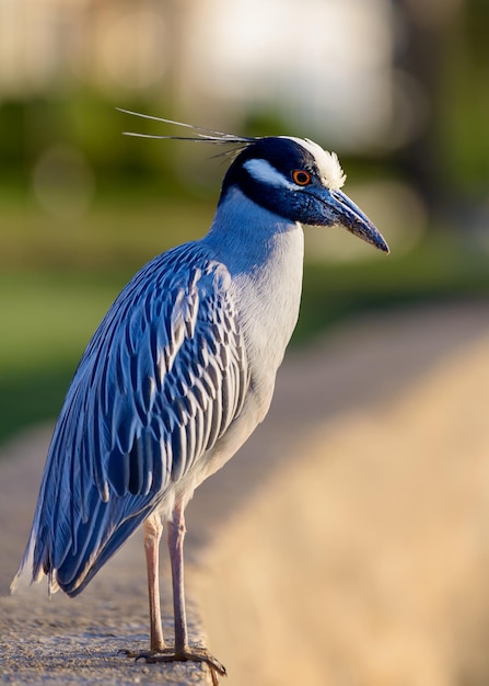 Foto una garza nocturna con corona amarilla