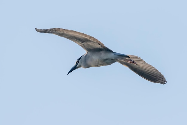 Garza nocturna coronada negra en Fight Blue Sky (Nycticorax nycticorax)