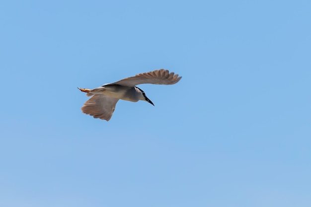 Garza nocturna coronada negra en Fight Blue Sky (Nycticorax nycticorax)