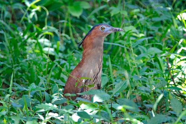 Garza nocturna malaya Gorsachius melanolophus