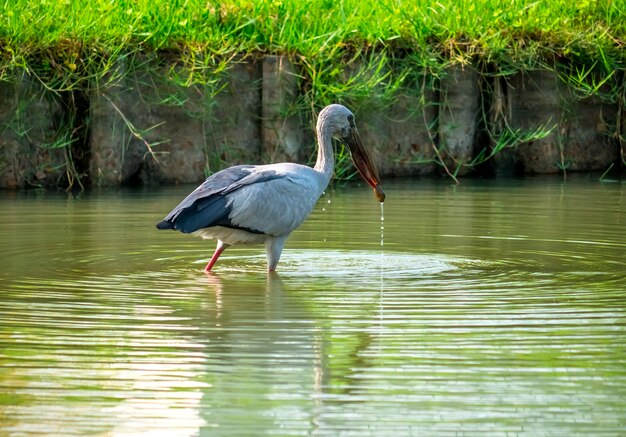 Garza en pantanos