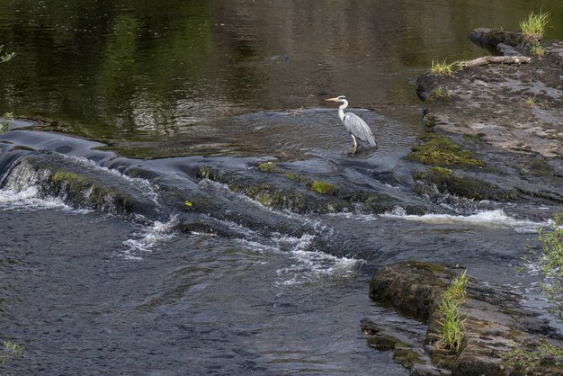 Garza real (Ardea cinerea) en aguas poco profundas en Llangollen