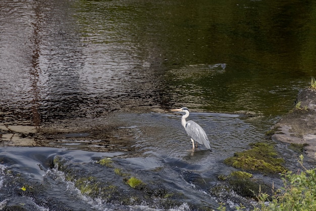 Garza real (Ardea cinerea) en aguas poco profundas en Llangollen