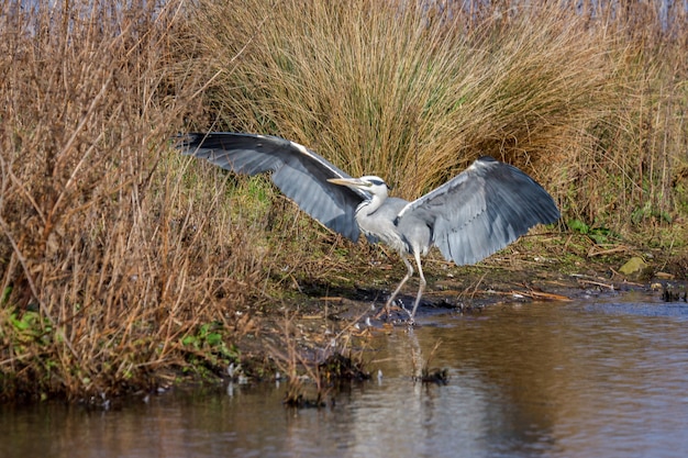 Garza real (Ardea cinerea) en el borde del agua