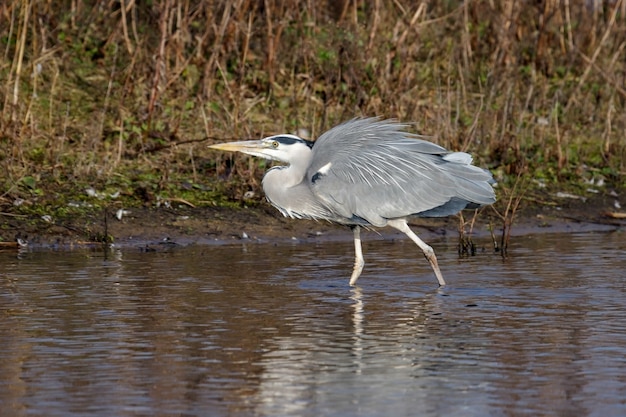 Garza real (Ardea cinerea) en el borde del agua