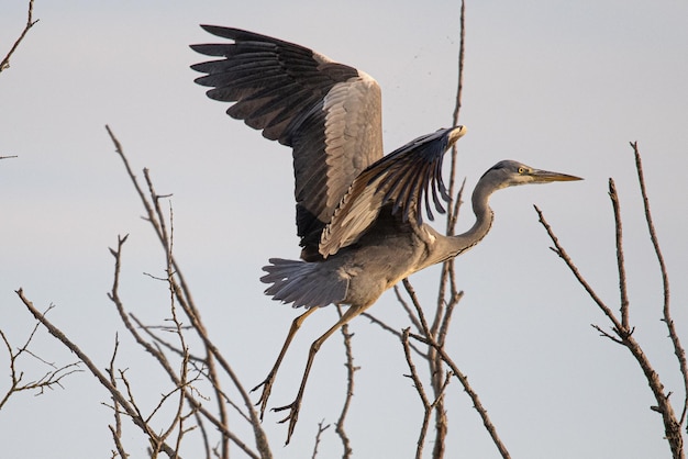 La garza real Ardea cinerea es un ave común en emporda girona catalunya españa