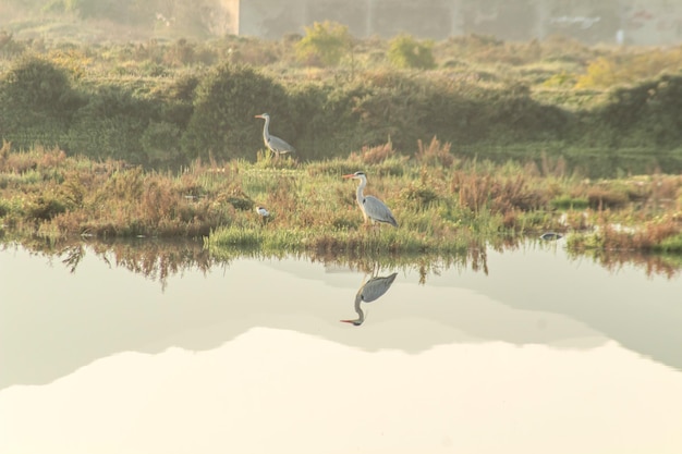 Garza real Ardea cinerea gran garza real común de lagos y ríos Túnez África