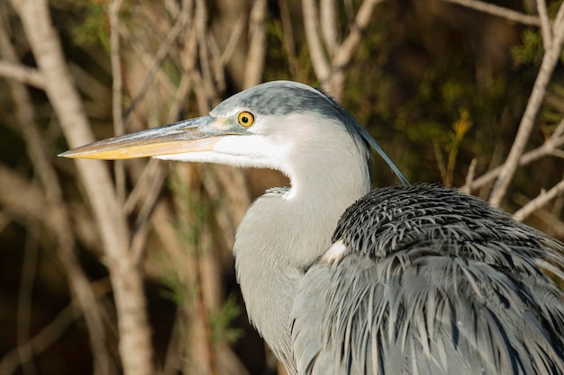 Garza real Ardea cinerea Málaga España