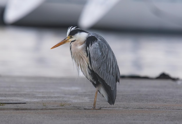 Garza real Ardea cinerea de pie en el muelle