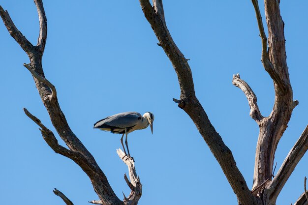 Garza real (Ardea cinerea) posado sobre un árbol muerto