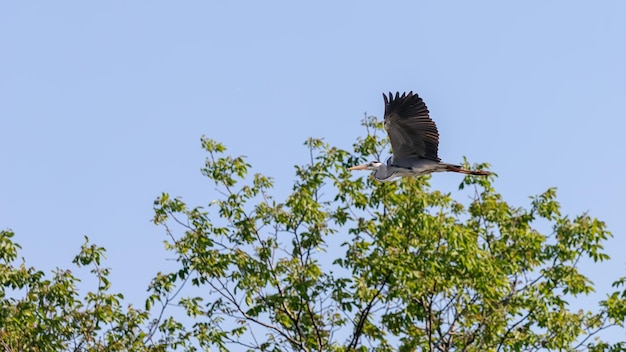 Garza real (Ardea cinerea) volando. Vida silvestre en hábitat natural.