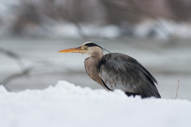 Garza real ardea cinerea