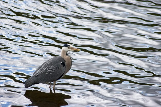 Garza real (Ardea cinerea)