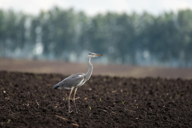 Garza real caminando sobre un campo